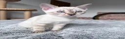 Bengal cats for sale: Pedigree, Super socialised Bengal Kittens - Advert 8
