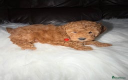 Toy Poodle dogs for sale: Gorgeous Fox Red Toy Poodle Females😍 - Image 9
