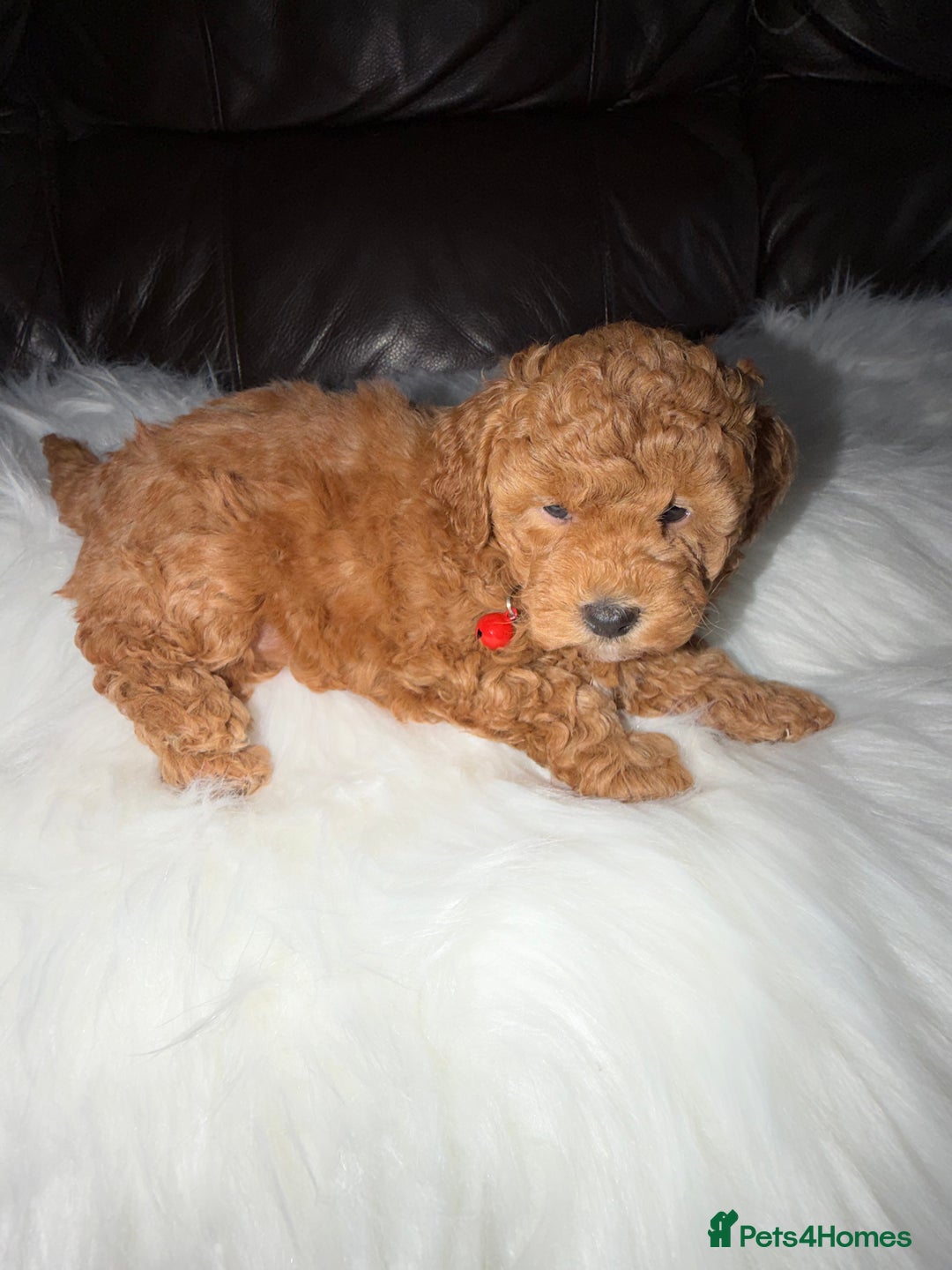 Toy Poodle dogs for sale: Gorgeous Fox Red Toy Poodle Females😍 - Image 9