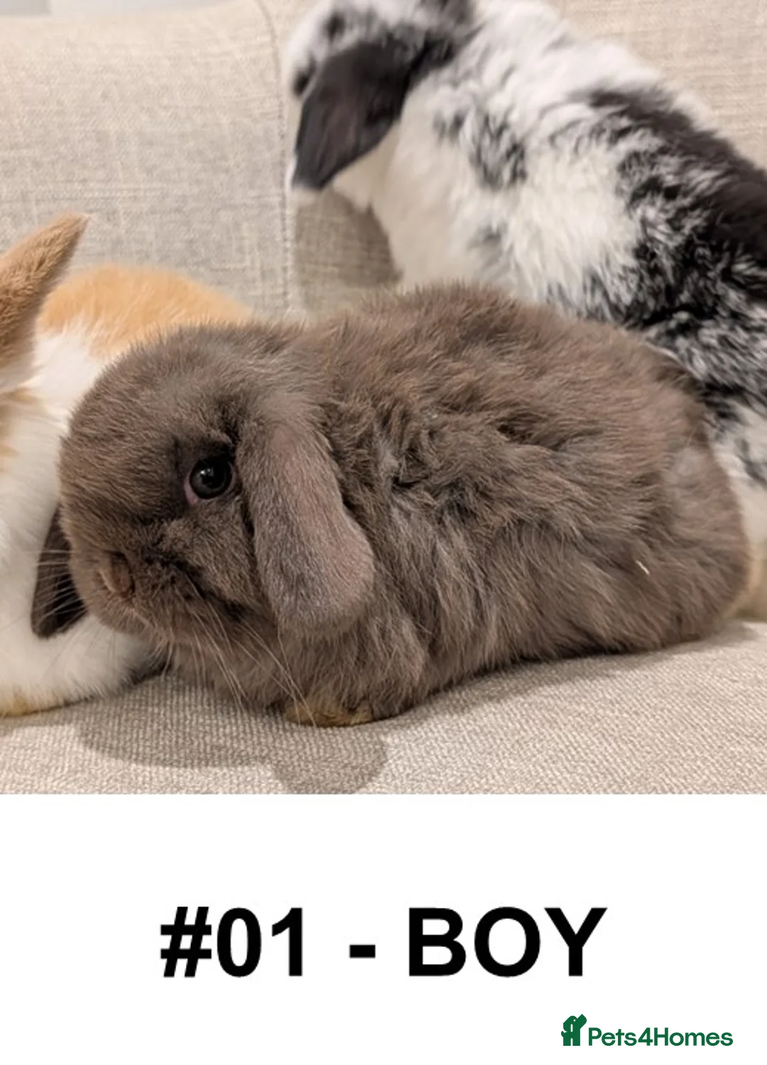 Mini Lop rabbits for sale: Exceptional Mini-Lops. Collect from: 18th February - Advert 10