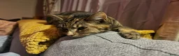 Domestic Shorthair cats for sale: 4 Year Old Female Needs a New Home - Advert 4