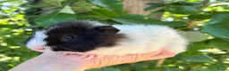 Guinea Pig rodents for sale: LOTS of Stunning Baby Girl Guinea Pigs 💗 - Advert 7