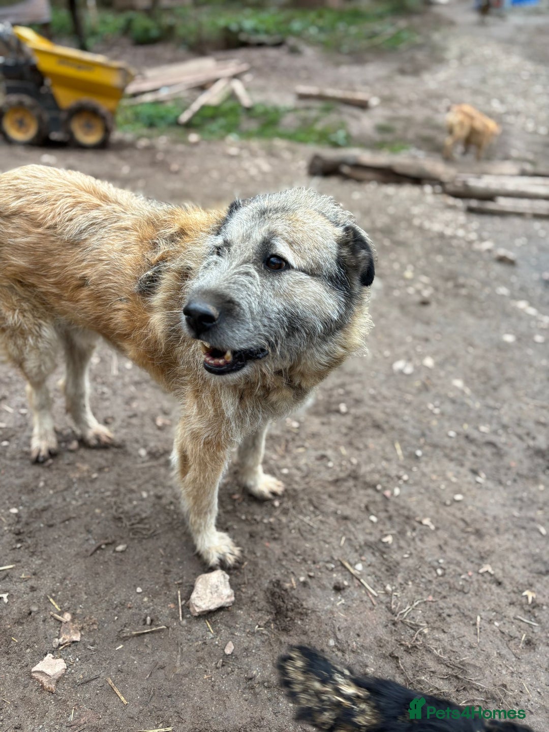 Mixed Breed dogs for adoption: Retired boy needs a family - Advert 7