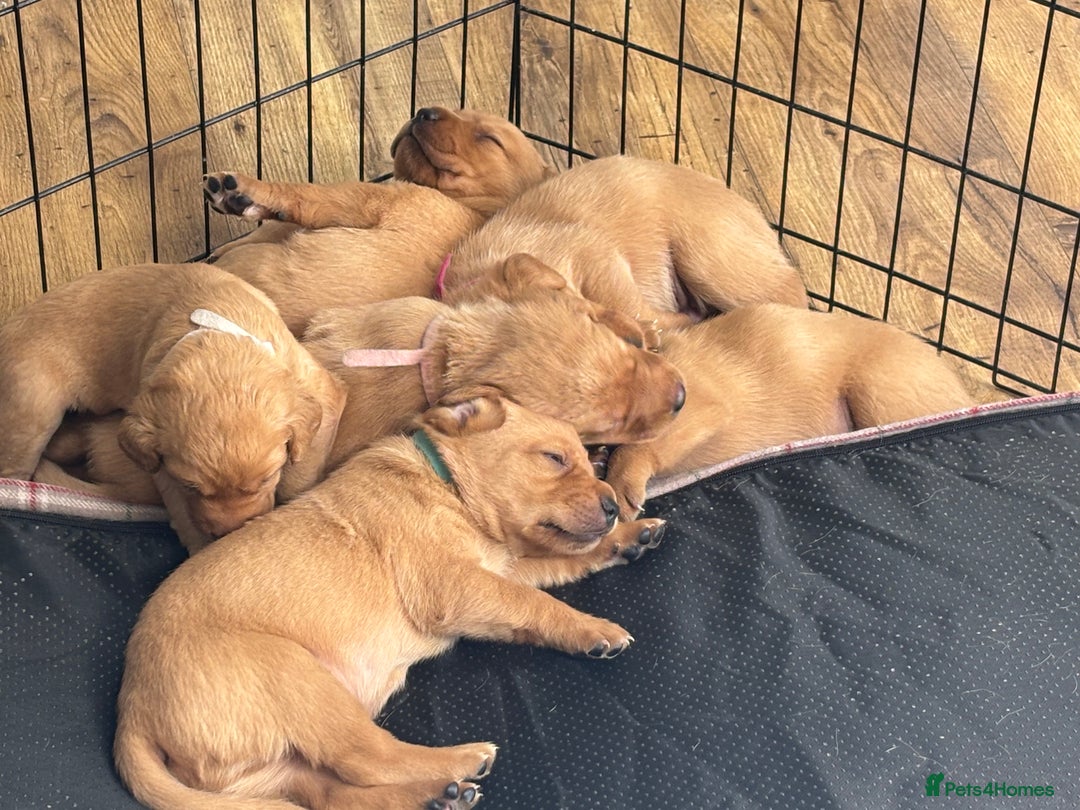 Labrador Retriever dogs for sale: Gorgeous Red Labrador Pups - Image 9
