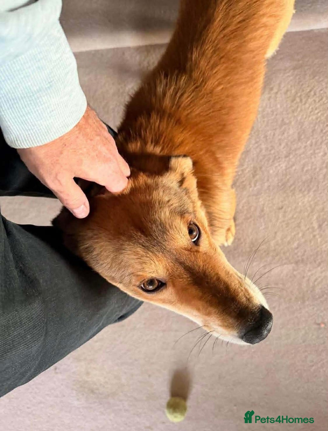 Mixed Breed dogs for adoption: Fox - Milton Keynes  - Advert 18