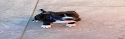 Staffordshire Bull Terrier dogs for sale: Only ONE female left!📣Staffordshire Bull Terrier - Advert 3