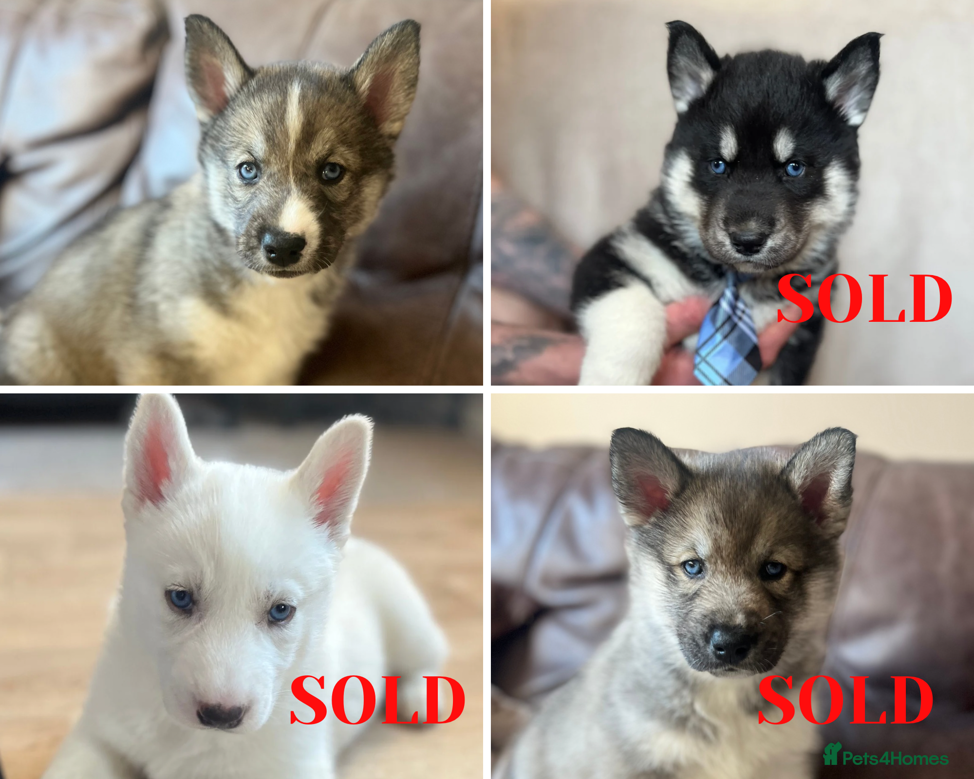 Siberian Husky dogs 1 girl left Beautiful Blue Eyed fluffy husky  - Advert 3