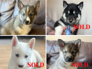 Siberian Husky dogs 1 girl left Beautiful Blue Eyed fluffy husky - Advert 3