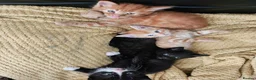 British Longhair cats for sale: Longhaired and shorthaired ginger, black, b & w - Advert 7