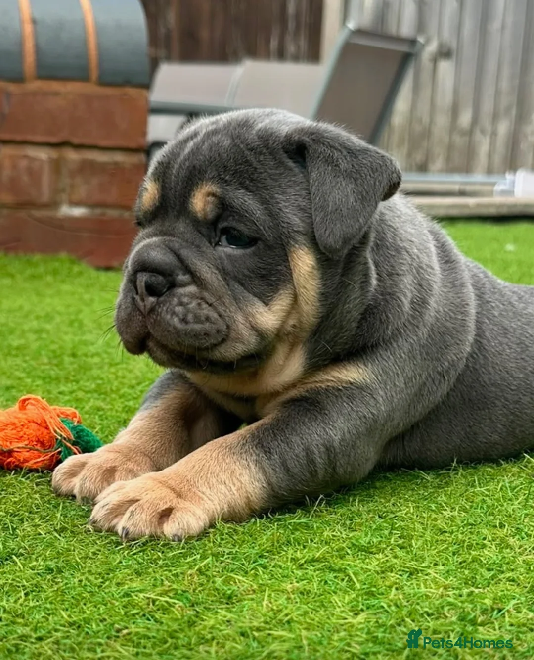 Mixed Breed dogs for sale: Stunning New England Bulldogs in Burntwood - Advert 2