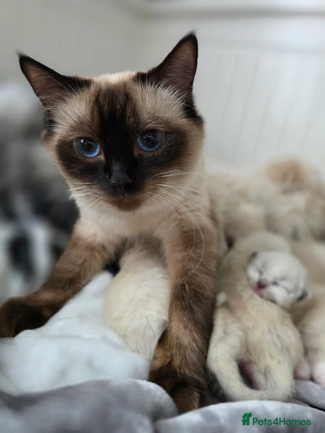 Ragdoll cats for sale:  Ragdoll Kittens♥️Reservation Open! 🐱❣️ - Advert 15