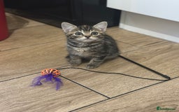 Mixed Breed cats for sale: Your forever pet for their forever home🥰 - Image 9