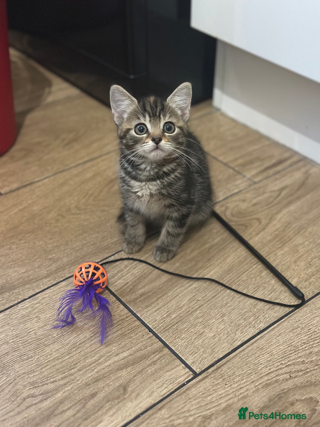 Mixed Breed cats for sale: Your forever pet for their forever home🥰 - Image 9