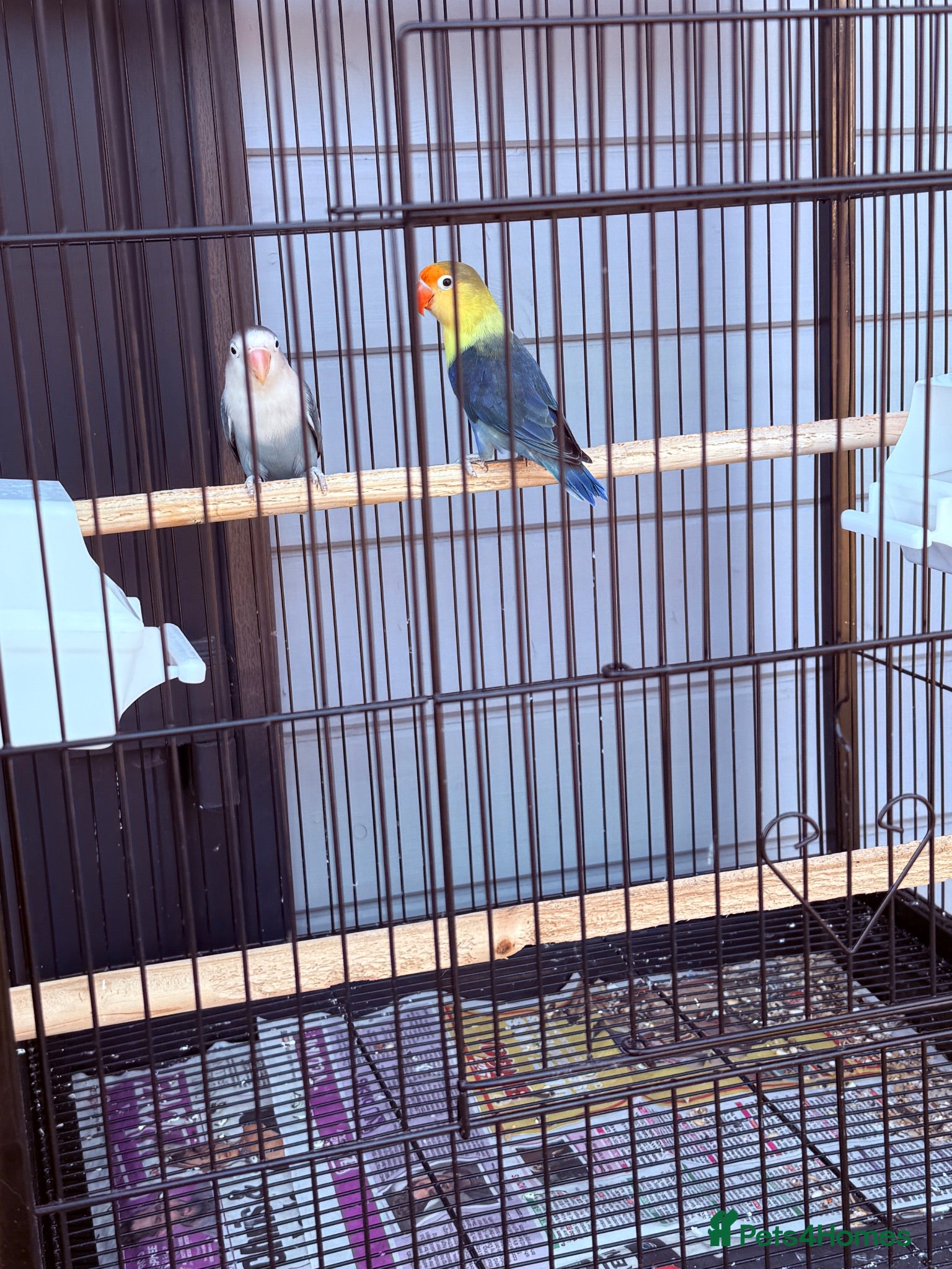 Lovebirds birds 4 lovebirds and cage  - Advert 4