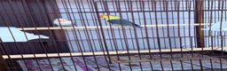 Lovebirds birds for sale: 4 lovebirds and cage  - Advert 1