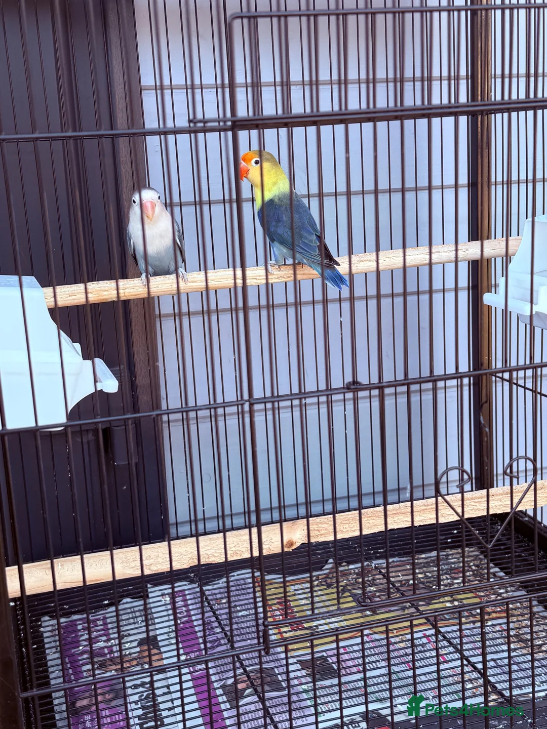 Lovebirds birds for sale: 4 lovebirds and cage  - Advert 1