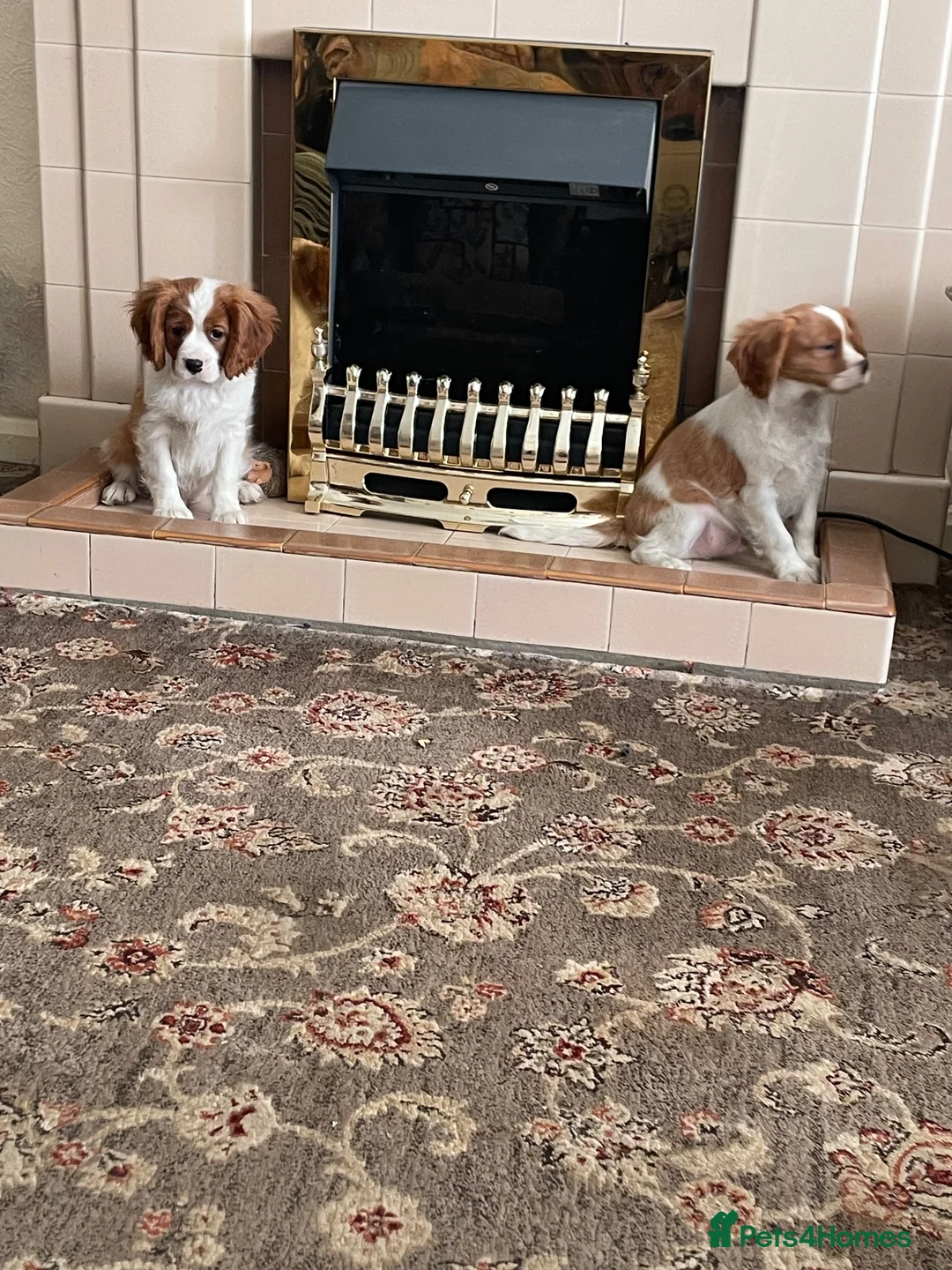 Cavalier King Charles Spaniel dogs for sale: Blenheim cavalier King Charles spaniels  - Advert 16