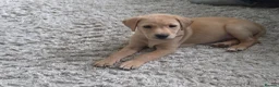 Labrador Retriever dogs for sale: Yellow Labrador puppy - Advert 11