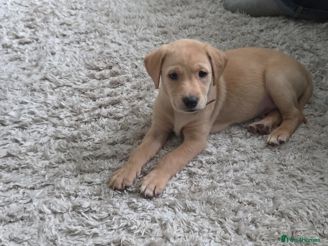 Labrador Retriever dogs for sale: Yellow Labrador puppy - Advert 11