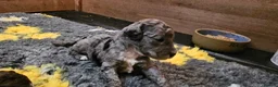 Cockapoo dogs for sale: F1b Cockapoos incl. Merle and Roans - Advert 33