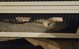 Ferret rodents for sale: 2 young hobs for sale - Image 1