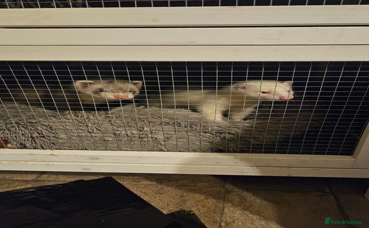 Ferret rodents - Advert 1