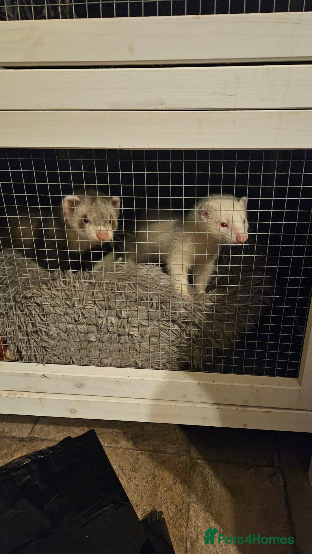 Ferret rodents for sale: 2 young hobs for sale - Image 1
