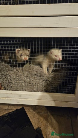 Ferret rodents - Advert 13