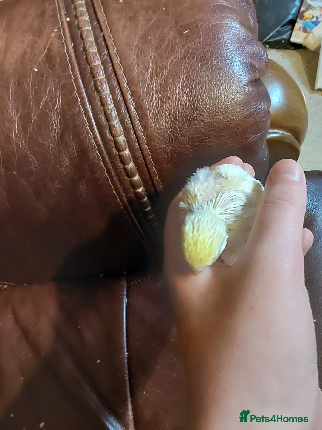 Budgerigars birds for sale: Baby Budgies 3 weeks old ready in 3 weeks. - Advert 2