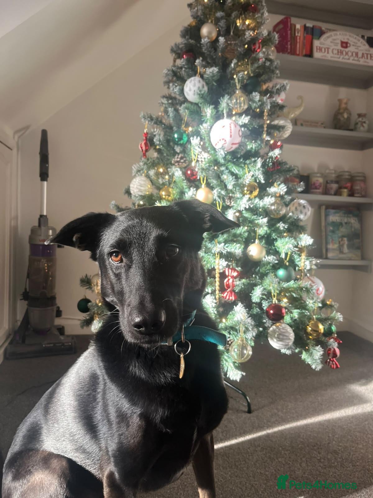 Mixed Breed dogs for adoption: 💙HARTLEY💙-6-year-old sweet & clever boy - Advert 2
