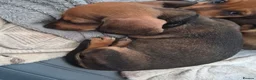 Dachshund dogs for sale: Amazing Dachshund Puppies FOR SALE - Advert 3