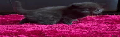 British Shorthair 2
