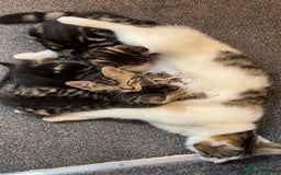 Domestic Shorthair cats for sale: 3 Cute Tabby Kittens - Image 2