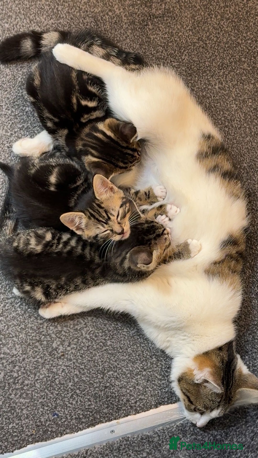 Domestic Shorthair cats for sale: 3 Cute Tabby Kittens - Image 2