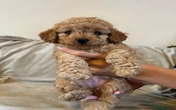 Cavapoo dogs for sale: Beautiful F1b Cavapoos Socialised, Family Raised, - Image 5