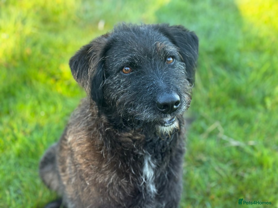 Mixed Breed dogs for adoption: Miro is desperate to find his special Person 💙 - Advert 8