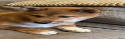 Japanese Shiba Inu dogs for sale: K.C reg Red Japanese Shiba Inu Puppies - Advert 7