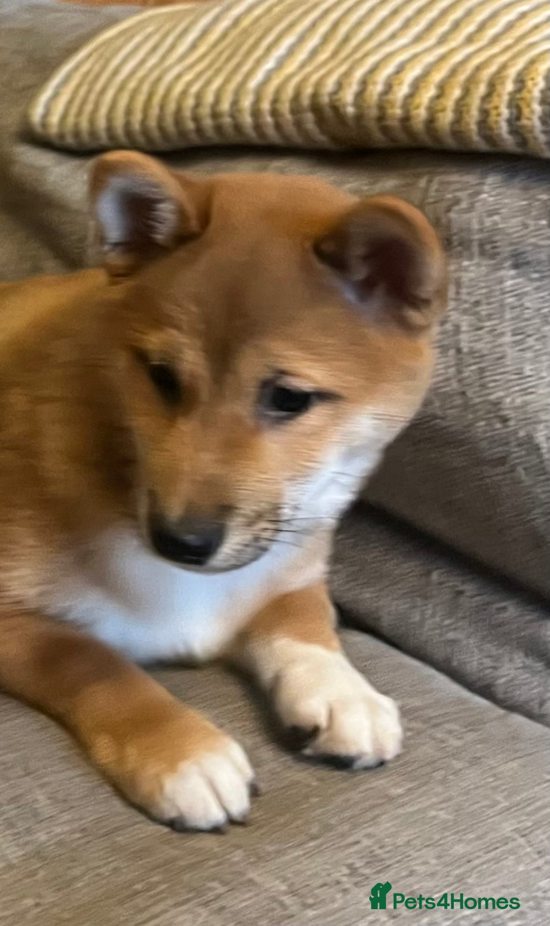 Japanese Shiba Inu dogs for sale: K.C reg Red Japanese Shiba Inu Puppies - Advert 7