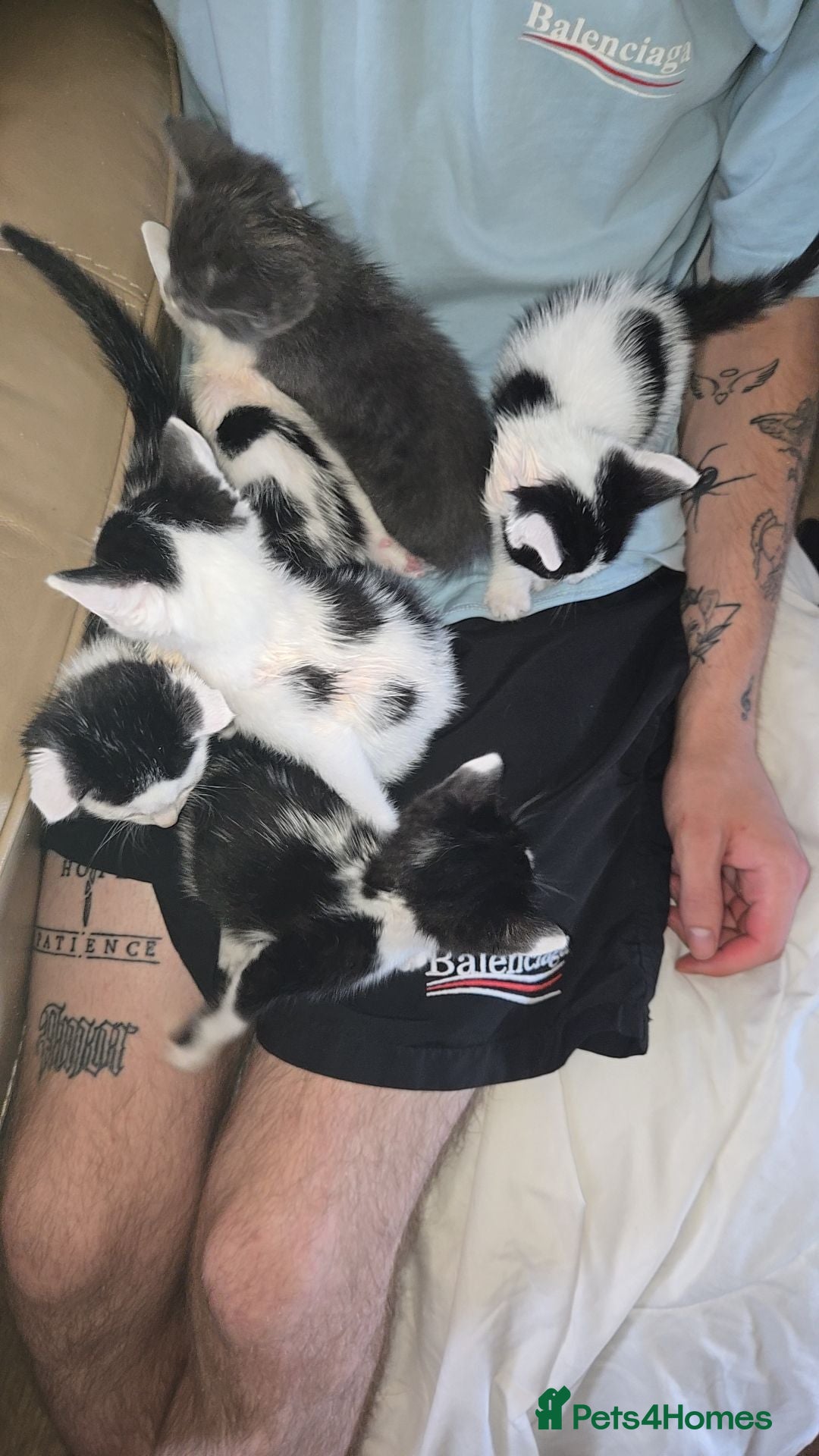 Mixed Breed cats 6 Mixed breed Kittens🐈‍⬛️🐈 - Advert 1