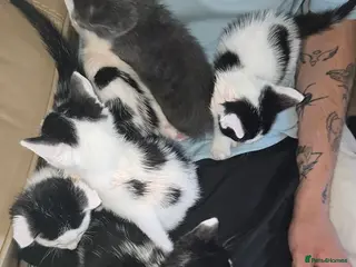 Mixed Breed cats 6 Mixed breed Kittens🐈⬛️🐈 - Advert 1