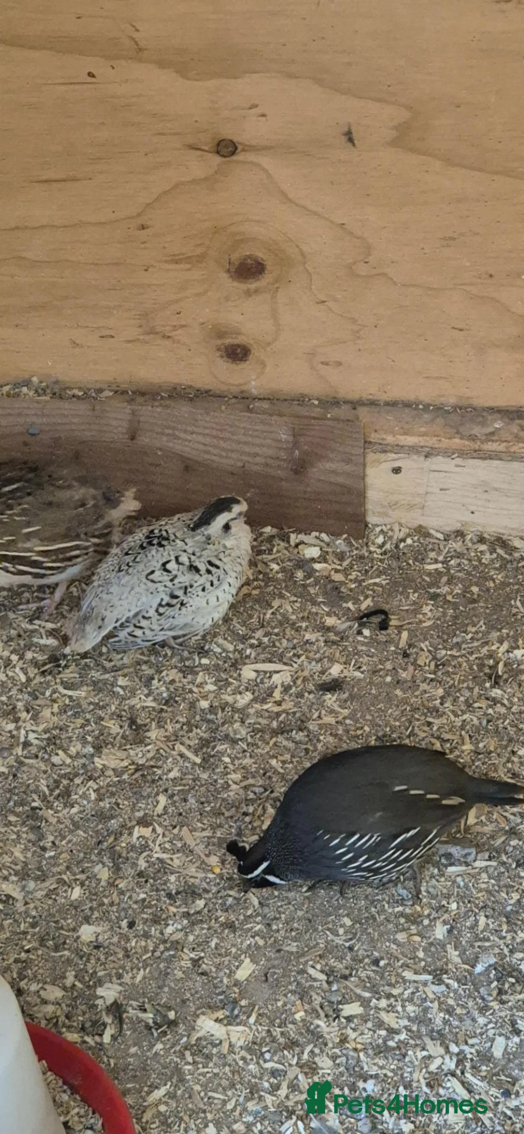 Mixed Breed birds for sale: Snowflake bob white quails  - Advert 13
