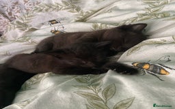 Mixed Breed cats for sale: 3 beautiful kittens for sale (unknown sex) - Image 2