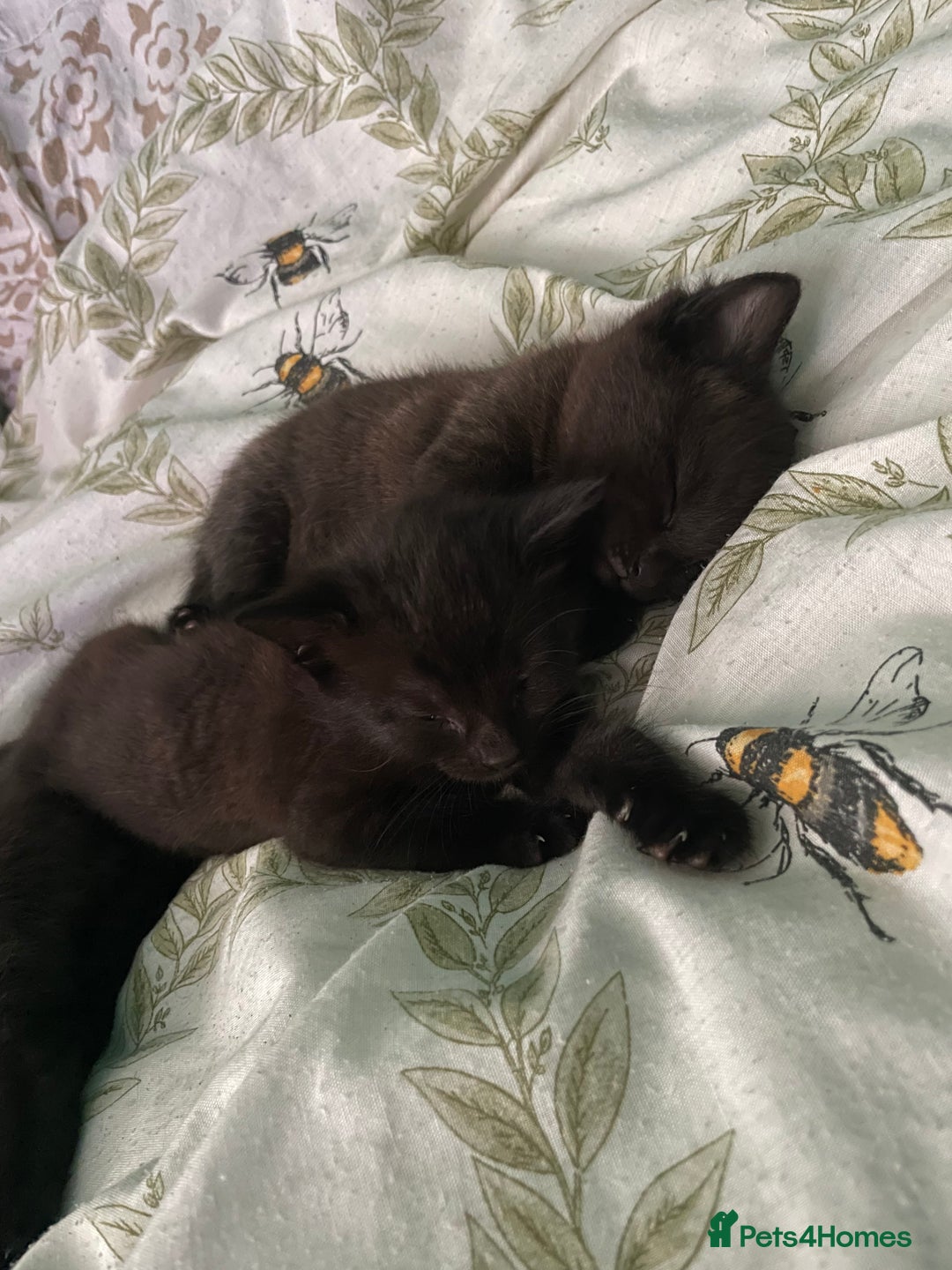 Mixed Breed cats for sale: 3 beautiful kittens for sale (unknown sex) - Image 2