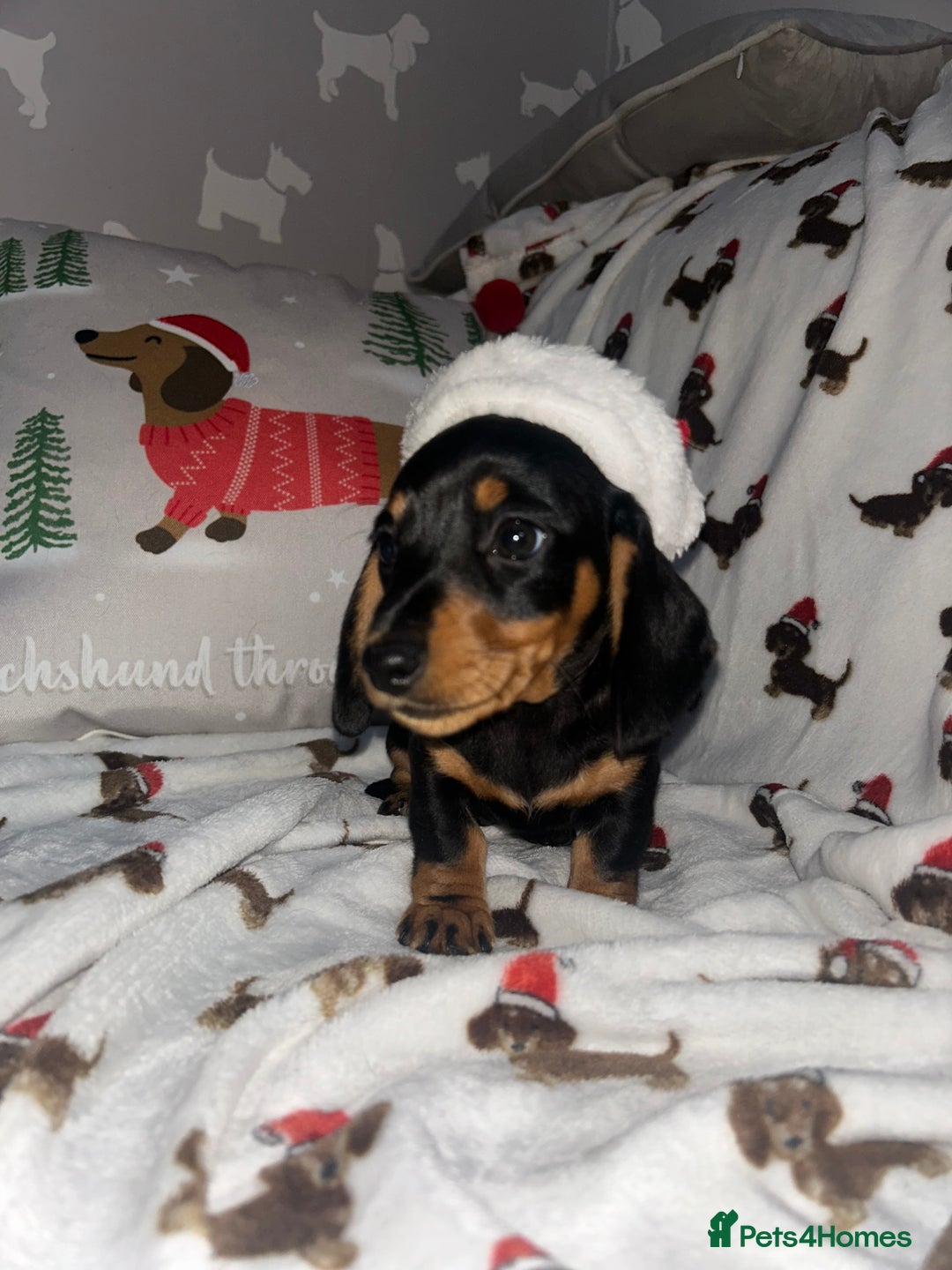 Miniature Dachshund dogs for sale: Miniature Smooth Dachshund Puppies  - Advert 3