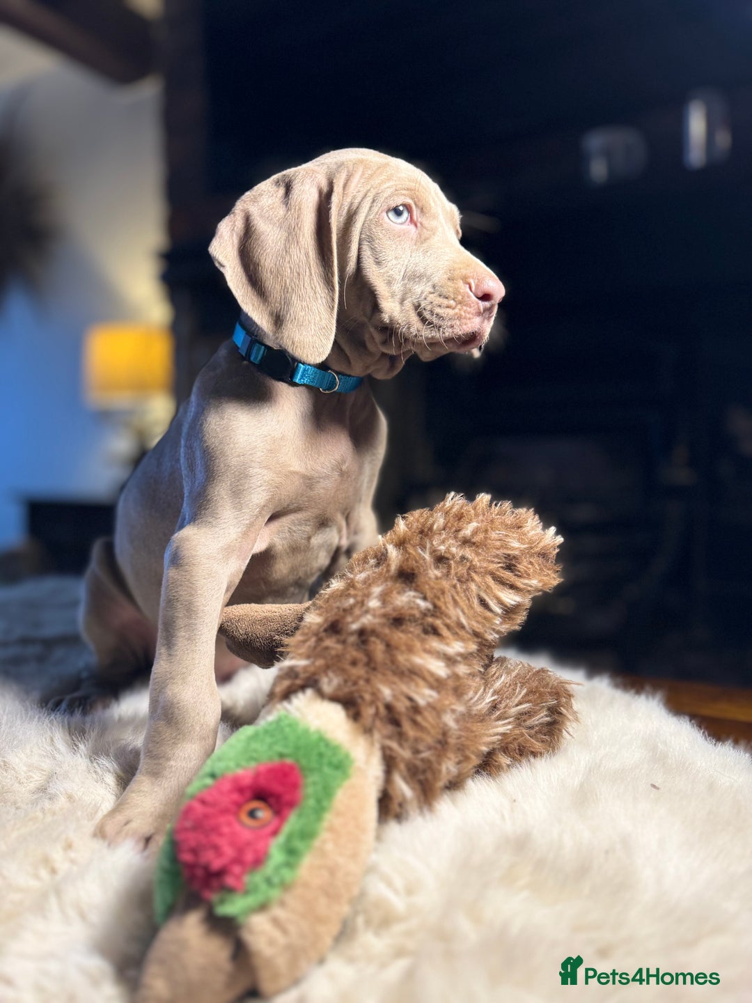 Weimaraner dogs for sale: ✨READY NOW✨ LAST FEW GIRLS✨ KC Reg Pups  ✨ - Advert 29