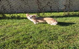 Mixed Breed dogs for adoption: Lilly for adoption - Image 2