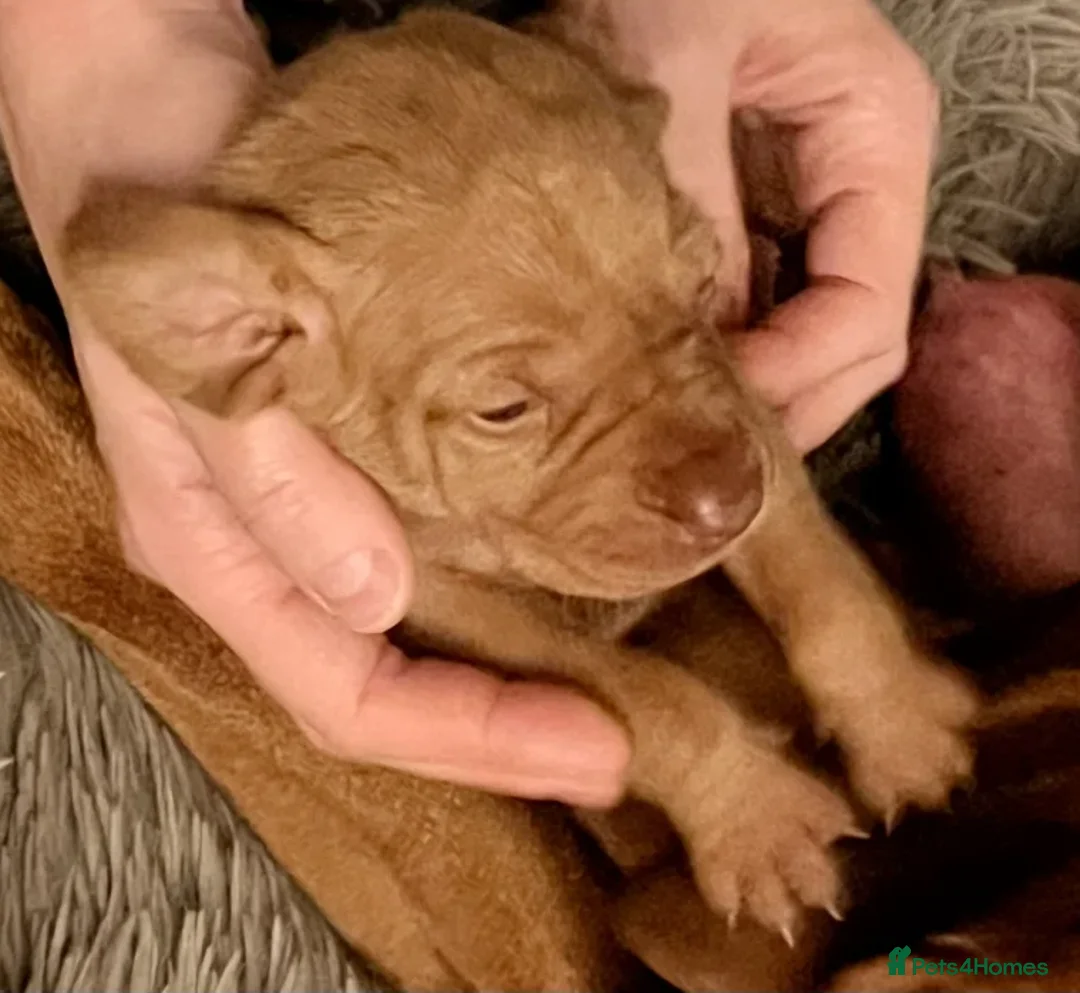 Hungarian Vizsla dogs for sale: Elegant Athletes, Loving Companions - Advert 4