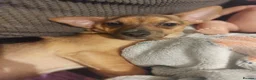 Jack Chi dogs for sale: Rehoming x 2 males  in Ipswich - Advert 3