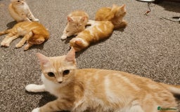British Shorthair cats for sale: 7 Gorgeous ginger BSHxASH kittens to be rehomed - Image 9