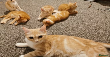 British Shorthair cats - Advert 3